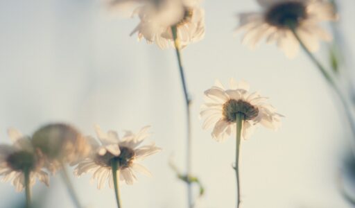 white petaled flowers in bloom