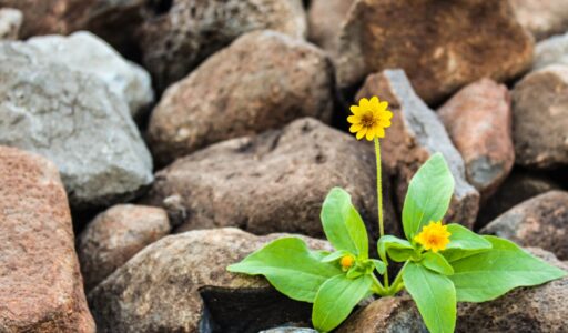 two yellow flowers surrounded by rocks