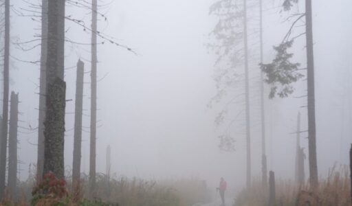 man walking in forest in a fog