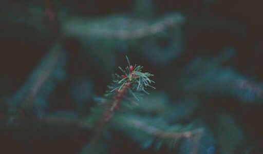 nature dark leaves green