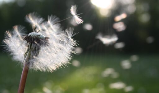 white dandelion flower shallow focus photography